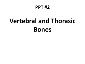 PPT #2 Vertebral and Thorasic Bones