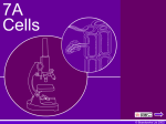 7A Cells board works - School