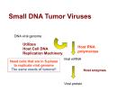 Small DNA Tumor Viruses