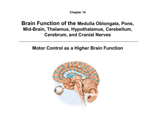 Brain Function of the Medulla Oblongata, Pons, Mid