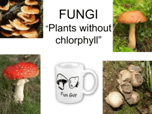 FUNGI “Plants without chlorphyll”