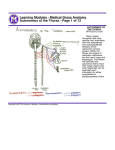 Medical Gross Anatomy - University of Michigan