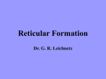 Reticular Formation