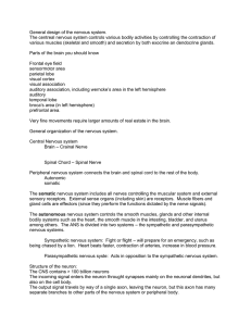 General design of the nervous system