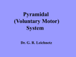 Pyramidal (Voluntary Motor) System