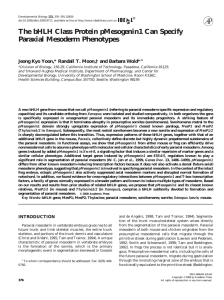 The bHLH Class Protein pMesogenin1 Can Specify Paraxial