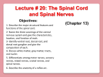 Lecture # 20: The Spinal Cord and Spinal Nerves