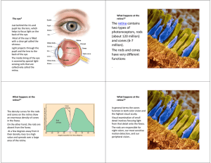 The retina contains two types of photoreceptors, rods (about 120