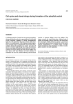 Cell cycles and clonal strings during formation of the