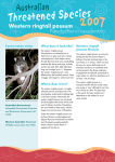 Western ringtail possum - WWF