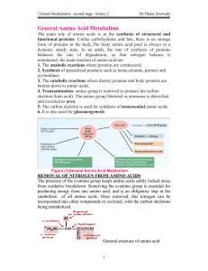 General Amino Acid Metabolism