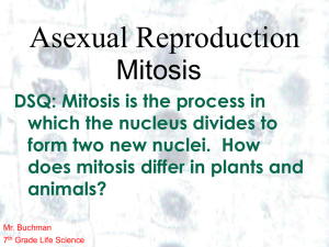 Mitosis