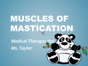 Muscles of Mastication