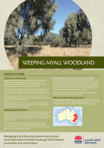 Weeping Myall Woodland - Northern Tablelands Local Land Services