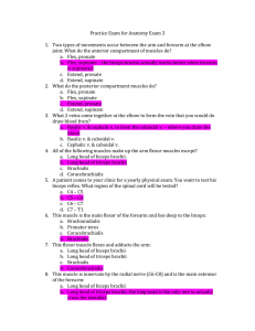 Practice Exam for Anatomy Exam 3 Two types of movements occur