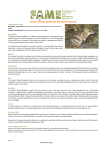 Eastern Barred Bandicoot (Perameles gunnii)