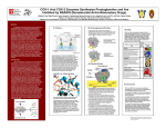 COX-1 And COX-2 Enzymes Synthesize Prostaglandins and Are