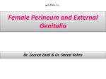 Lecture 4- Female Perineum 2014