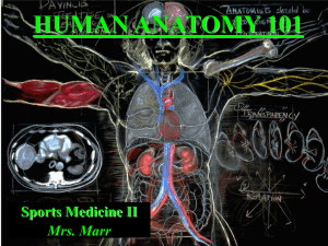 human anatomy 101
