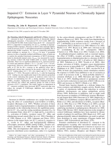 Impaired Cl Extrusion in Layer V Pyramidal Neurons of Chronically