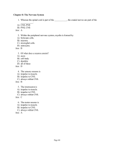 Chapter 8: The Nervous System