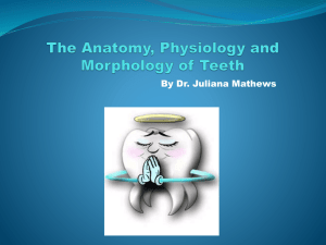 The Anatomy, Physiology and Morphology of the