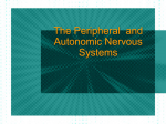 The Peripheral and Autonomic Nervous Systems
