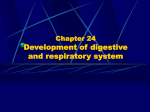 Chapter 24 Development of digestive and respiratory system