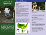 Diseases of Feral Swine Brochure