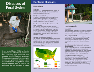 Diseases of Feral Swine Brochure