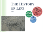 The History of Life