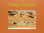 Desert Habitat