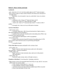 Region 11: Heart, Trachea, and Lungs Landmarks -