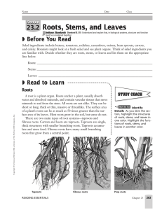 Roots, Stems, and Leaves