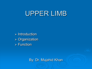 upper limb