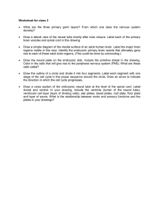 Worksheet for class 3 • What are the three primary germ layers