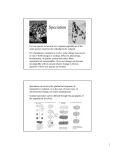 Speciation - nicholls.edu