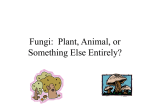 Fungi: Plant, Animal, or Something Else Entirely?