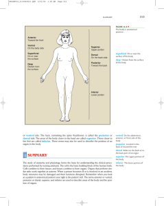 Anterior Toward the front Ventral On the belly side Superficial On or