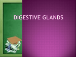 digestive glands - Study Hall Educational Foundation