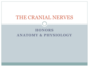 THE CRANIAL NERVES - anderson1.k12.sc.us