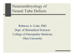 Neuroembryology of Neural Tube Defects