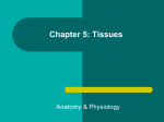 Chapter 4: Tissues