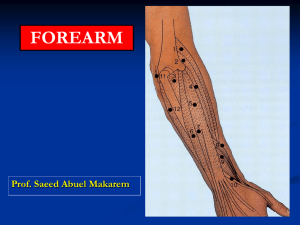 L11- Forearm