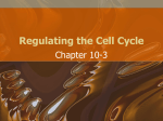 Regulating the Cell Cycle