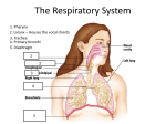 The Respiratory System