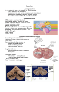 Cerebellum Learning objectives At the end of this lecture, the