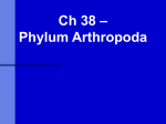 Ch 38 Arthropoda