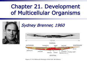 Chapter 21. Development of Multicellular Organisms Sydney