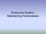 Endocrine System, Maintaining Homeostasis